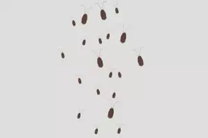 6 Alasan kamu harus pikir-pikir kalau mau membunuh kecoak