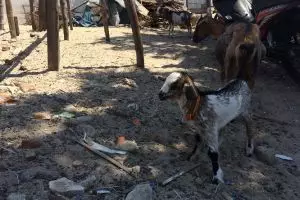 Kambing di pulau ini makanannya plastik dan kertas, gile bener!