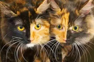 11 Hewan dengan warna mutasi unik di dunia