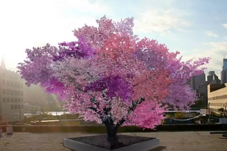Satu pohon ini hasilkan 40 buah berbeda, bikin orang takjub!