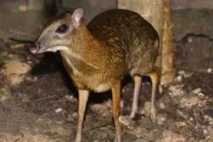 Wujud asli kancil tak senakal kisah dalam dongeng pengantar tidur