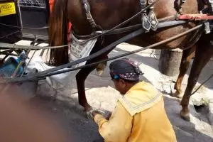 Diduga kelelahan, kuda ini terperosok saat angkut bule