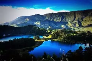 Purwaceng, minuman yang dikangeni wisatawan saat berkunjung ke Dieng