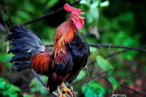 Studi: Kokok ayam diatur sesuai urutan strata sosialnya