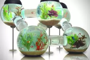 Penelitian mengungkap melihat ikan di akuarium baik untuk kesehatan