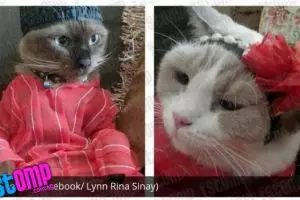 Di Singapura kucing pun merayakan hari raya dengan gaya trendi