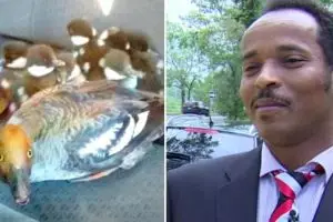 Terjebak di jalan raya, segerombolan bebek ini akhirnya naik taksi