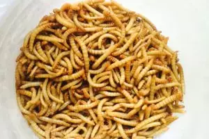 Ulat Hongkong pakan burung ternyata mujarab obati kencing manis