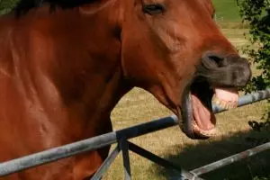 Penelitian yang menggemparkan, wajah kuda ternyata mirip manusia!