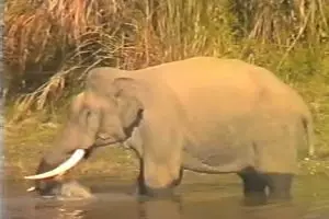 VIDEO: Melihat rekaman ini, kamu bakal ragukan gajah itu herbivora