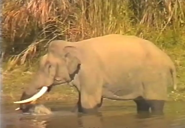 VIDEO: Melihat rekaman ini, kamu bakal ragukan gajah itu herbivora