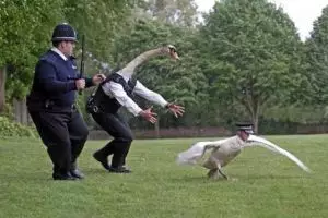 30 Foto pertukaran wajah ini bakal bikin kamu ketawa sampai lemas