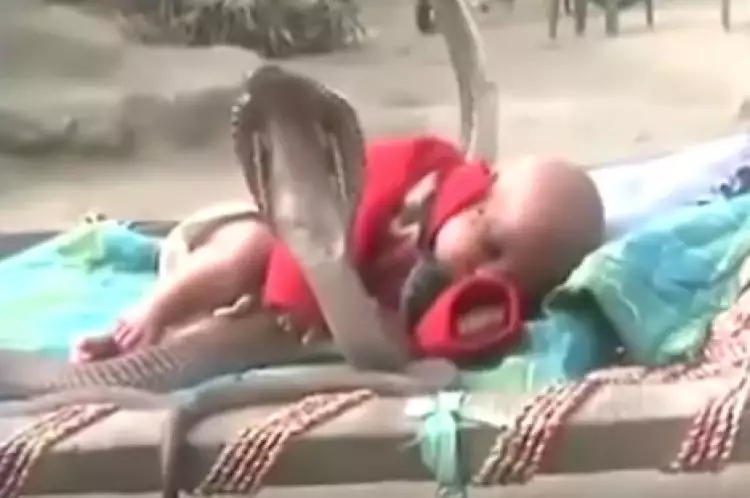 VIDEO: Bayi mungil ini tidur dijaga empat kobra