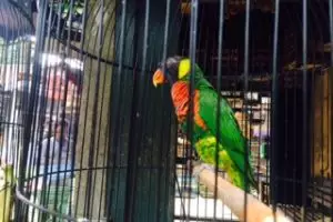 Begini cara merawat burung nuri agar bisa bicara seperti manusia