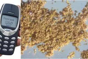 Ini cara menambang emas dari HP-mu: Pakai kulit manggis!