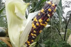 Jagung paling unik tumbuh di Indonesia, satu tongkol punya 5 warna