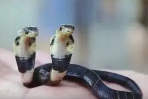 Ngeri, ular kobra berkepala dua baru saja ditemukan