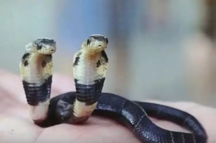 Ngeri, ular kobra berkepala dua baru saja ditemukan