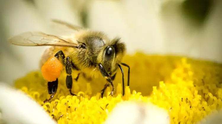 VIDEO: Proses pertumbuhan lebah, menakjubkan!