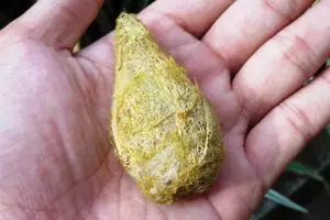 Kepompong emas, rahasia kecantikan putri keraton