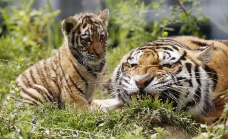 Beda harimau jantan dan betina bisa diketahui dari aumannya