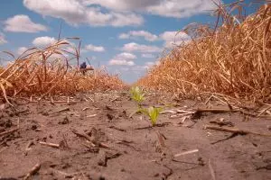 Mengapa tanah berwarna cokelat? Ini penjelasannya