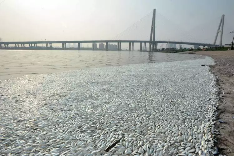 Ribuan ikan mati terdampar di tengah kota, fenomena apa ini?