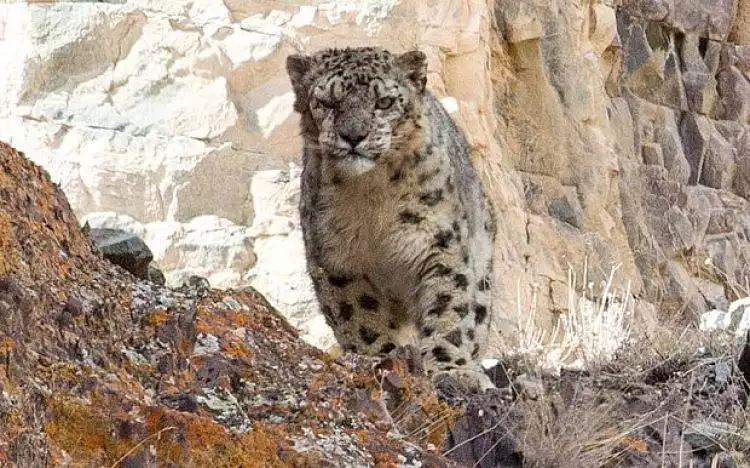 Coba tebak foto ini,  di manakah posisi Leopard bersembunyi?