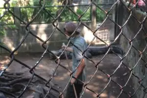 Hebat, pemuda ini tak takut hadapi 10 buaya sendirian