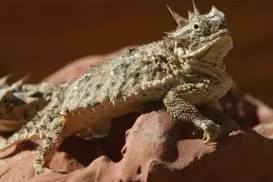 10 Hewan ini ternyata punya kekuatan seperti superhero