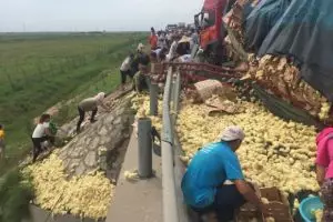 Ribuan anak ayam tumpah ruah di jalanan jadi rebutan warga