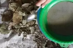 Permen antikanker, temuan terbaru dari khasiat daun jambu mete