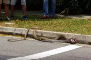 VIDEO: Pertarungan king kobra vs piton hebohkan kampus NTU