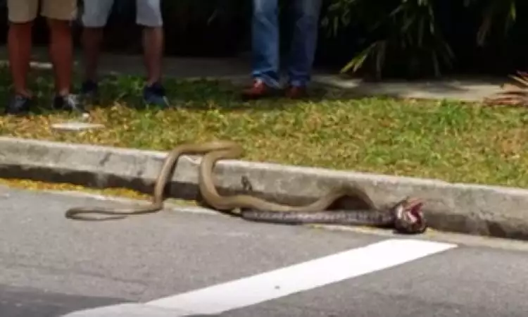 VIDEO: Pertarungan king kobra vs piton hebohkan kampus NTU