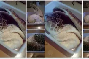 Jadikan penyu menu sarapan, aksi orang ini dihujat netizen
