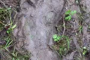 Bocah 12 tahun temukan jejak kaki raksasa saat berkemah