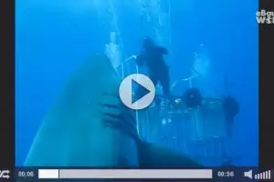 VIDEO: Hiu ini diklaim hiu paling besar dalam sejarah manusia!