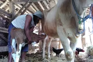 Anak sapi berkaki dua hebohkan warga, dokter sebut kejadian lumrah