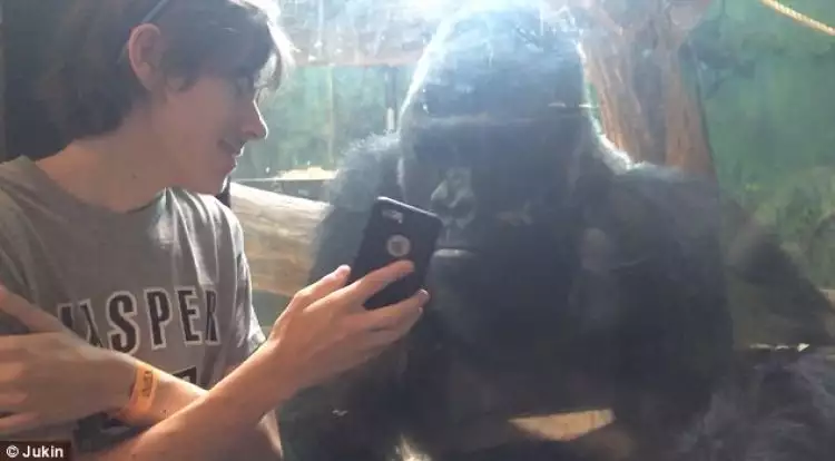 Lucu, ternyata gorila bisa narsis juga!
