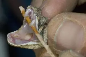 Stok serum penawar racun ular menipis, dunia dirundung kecemasan