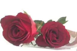 Anak muda masa kini pakai bunga untuk ekspresi cinta, kamu bagaimana?