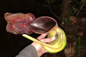 Air Kantong Semar bisa jadi penyelamat kehausan di hutan