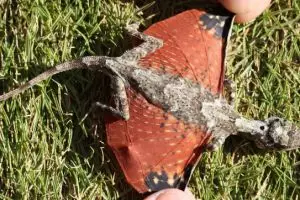 Bikin heboh ilmuwan, hewan bersayap mirip naga ditemukan di Indonesia!