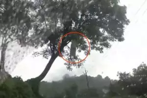 Pengendara mobil dengan jelas melihat kuntilanak di pohon, serem!