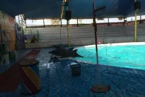 Pertunjukan lumba-lumba masih saja terjadi, padahal dilarang