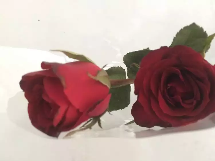 Kenali 7 manfaat kesehatan dan kecantikan dari bunga mawar