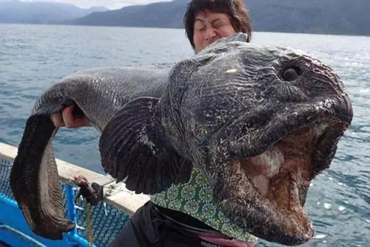 Nelayan heboh dengan penangkapan ikan raksasa, hewan apakah ini?