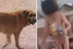 Kisah prihatin bocah 2 tahun terpaksa menyusu kepada anjing 