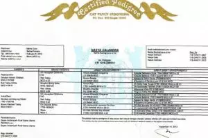 Silsilah kucing ternyata bisa ditelusuri lewat sertifikat, unik!