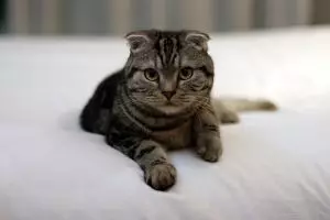 Ini 8 kucing termahal dunia, unik dan dijamin bakal bikin kamu gemes!